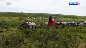 В Коми по поручению Ростислава Гольдштейна создан оленеводческий агрохолдинг