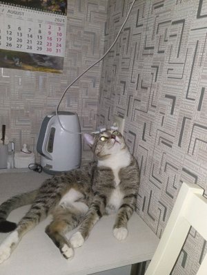пранки