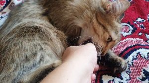 КОШКА ТАРА🤗🥰💋