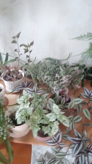 Растения смотреть онлайн