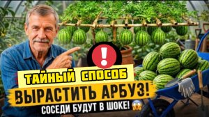 Вы это делаете неправильно! Арбуз в открытом грунте - даже в Сибири, даже без теплицы!