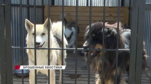 Брошенные на произвол: почему хозяева не забирают своих породистых собак из службы отлова Бурятии?