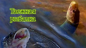 Таежная Рыбалка .Старые места.