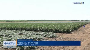 День овощных культур пройдет 24 июля в Темрюкском районе