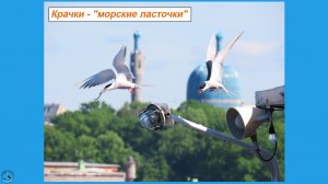 Речные крачки - морские ласточки. СПБ