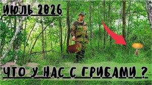 ЧТО у нас С ГРИБАМИ? ТИХАЯ охота ИЮЛЬ 2026!