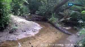 Заботливая мама-норка с детенышами попала в кадр фотоловушки калужского заповедника