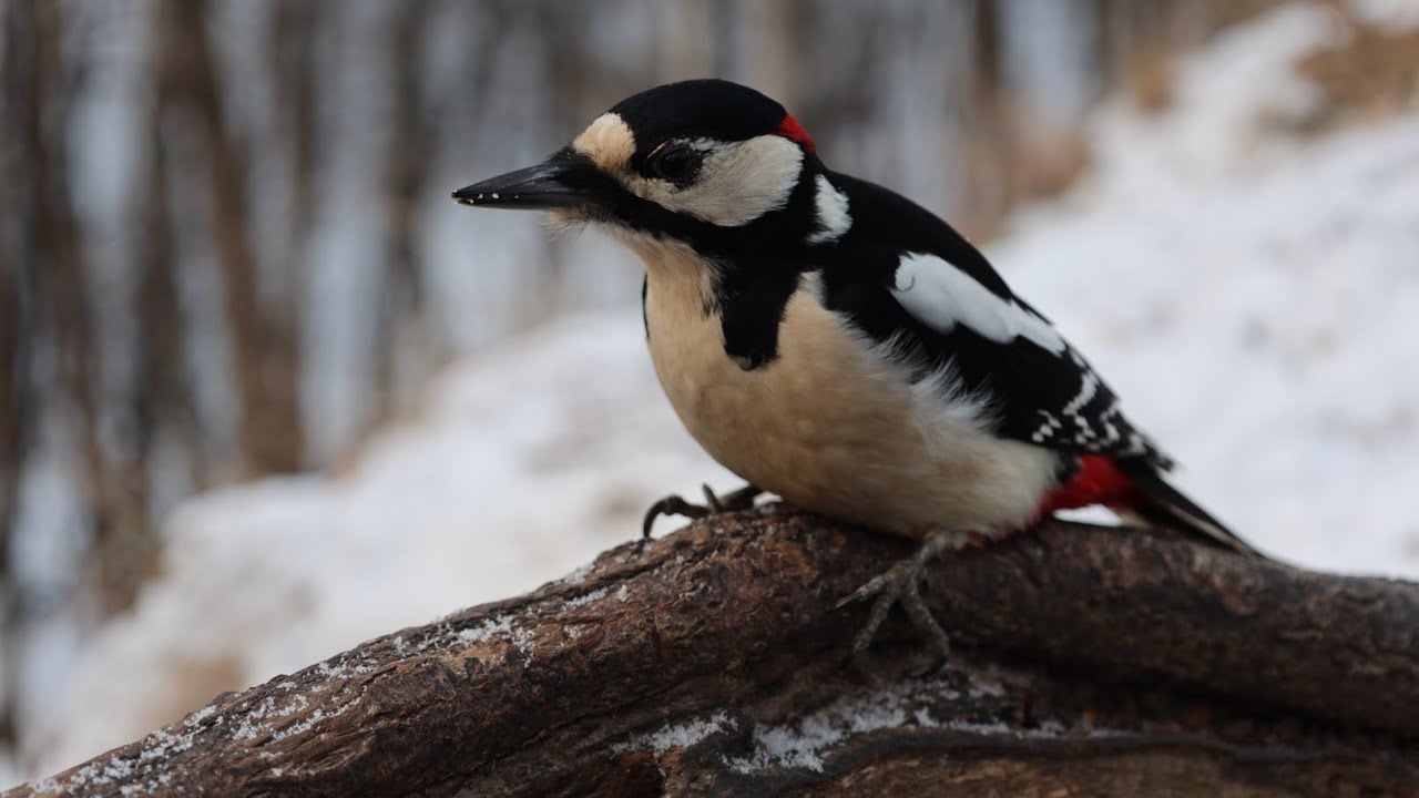 Дятел и белки. Зарисовка / Woodpecker and squirrels. The sketch смотреть онлайн