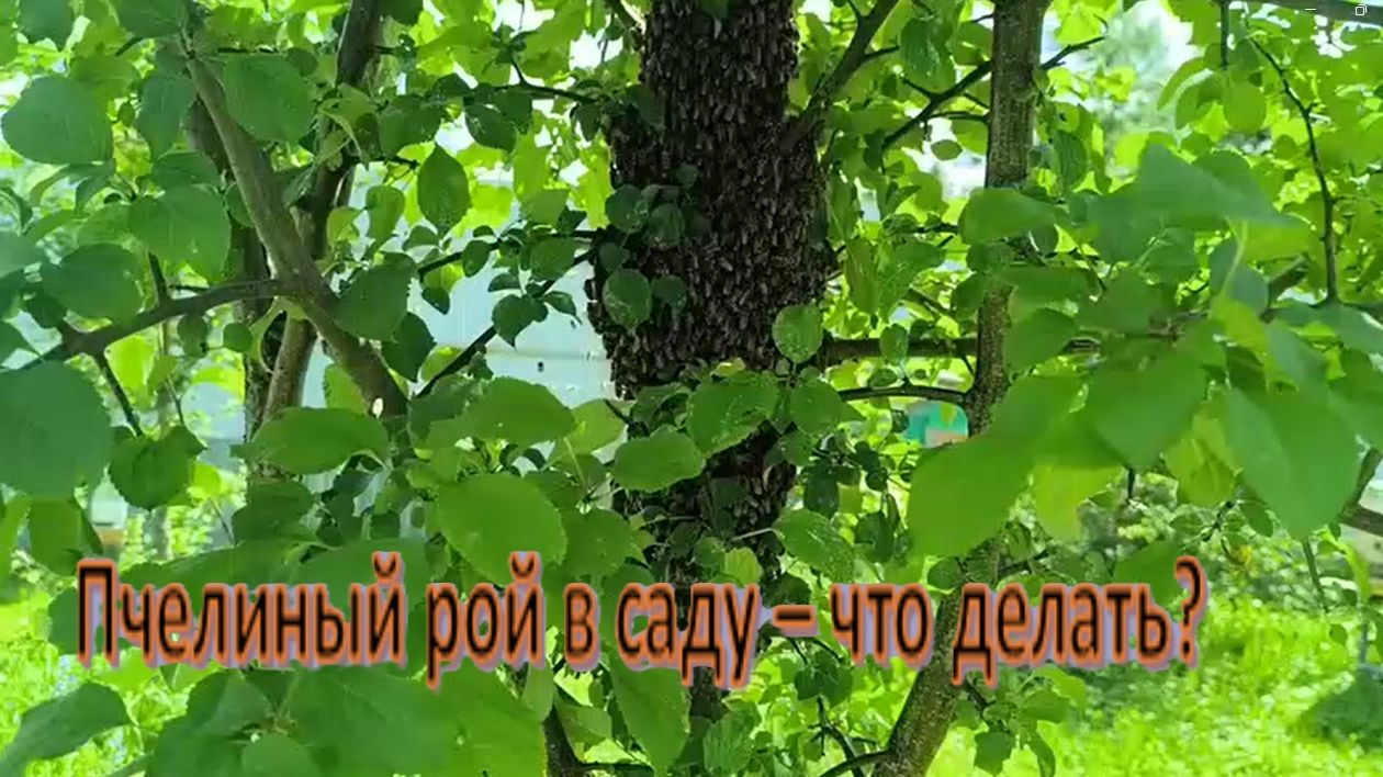 Пчелы. Рой пчел вылетает и садится на дерево. Снимаем пчелиный рой с дерева. Будни  пчеловода.