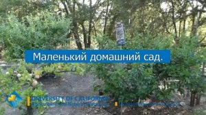 Маленький домашний сад с большим урожаем