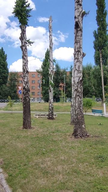 берёзовые столбы держат небо