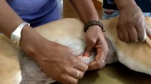 Remove mangoworms from dog - Remove mango worms from dog skin Удалите манговых червей с кожи собаки