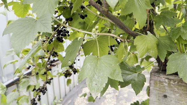 ЗАКРЫВАЮ ЯГОДЫ 07.07.2026 ПОГОДА УЖАСНАЯ