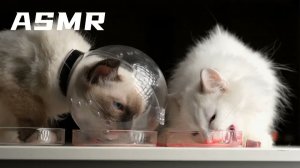 АСМР Как защитить кошачью еду?