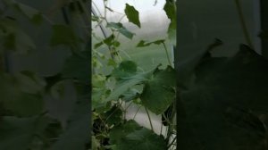 И снова сельская жизнь.