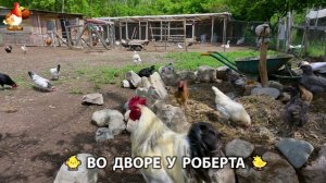 Содержание кур в домашних условиях и других птиц во дворе у Роберта 🐣🐤🦆🐔🪿🦃 (546)