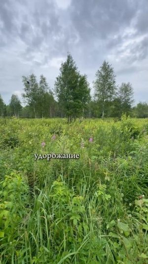 Как не погореть на покупке участка в Тюменской области 🌲