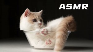 АСМР Не красьте свиней случайно!