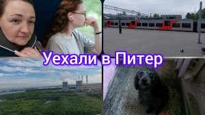 📽Питер встретил дождём//Помыла собаку #реальнаяжизнь