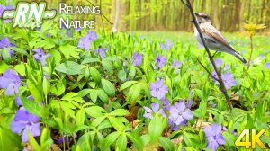 Пение Птиц в Цветущем Лесу 🌸 Звуки Природы 🌸 Голоса Лесных Птиц, Настоящий Весенний Лес 🌿Антистресс!
