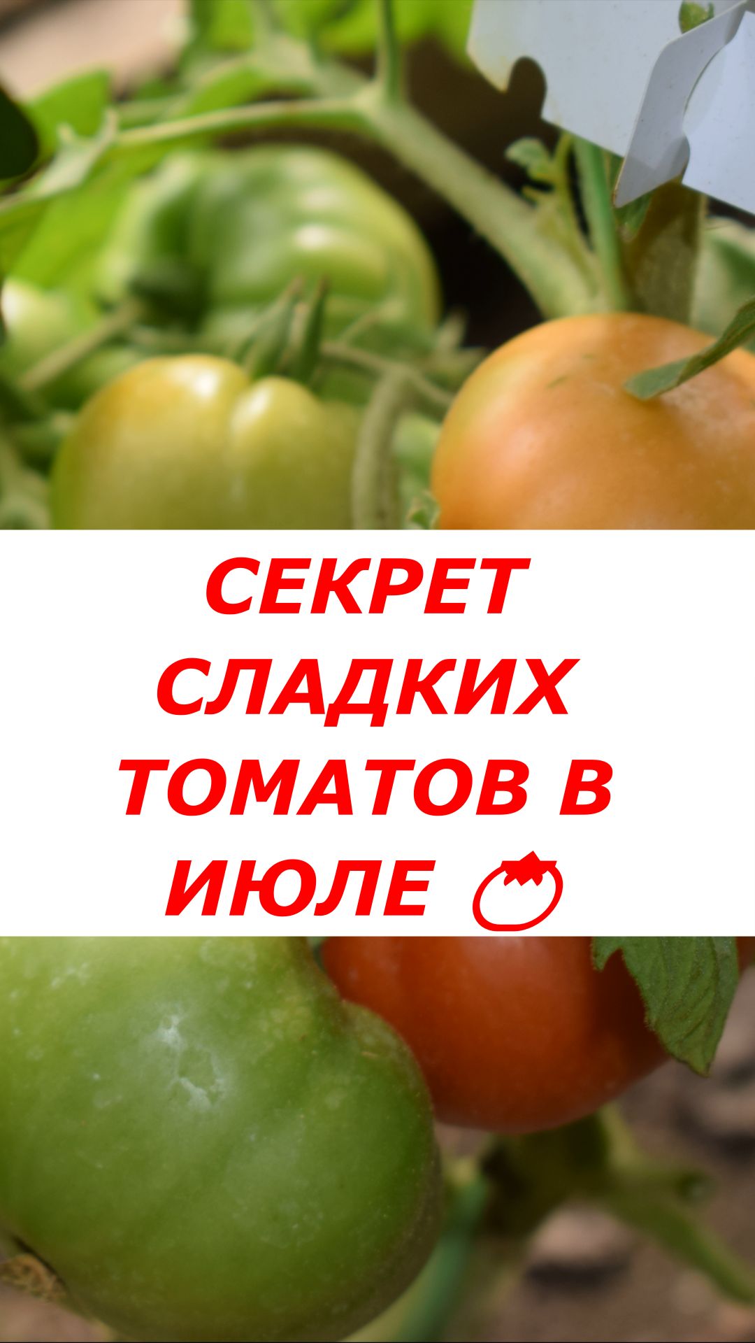 Сделайте ЭТО в июле, чтобы томаты были МЕДОВЫМИ! Подкормка для начинающих.