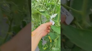 ВИДЕО ОБЗОР ТОМАТОВ НА 08.07.2026 ГОДА, ТЕПЛИЦА 1
