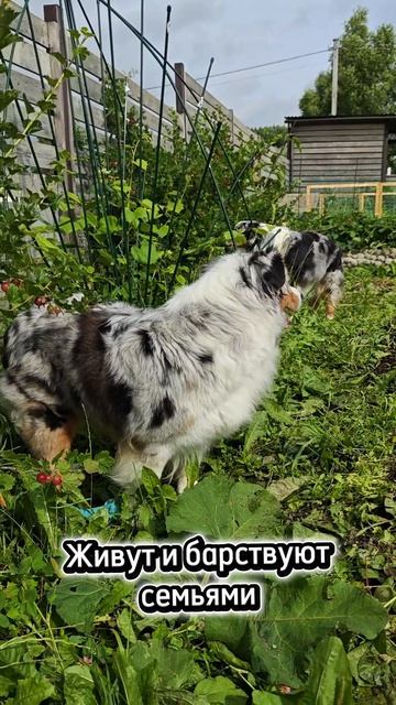 Паразиты в крыжовнике
