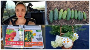 А у нас первые огурчики! Разбираю клубнику, полила Алирином, муравьёв полно.