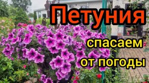 Петуния страдает от непогоды. Не знаю доцветем ли до сентября_ Надо сберечь
