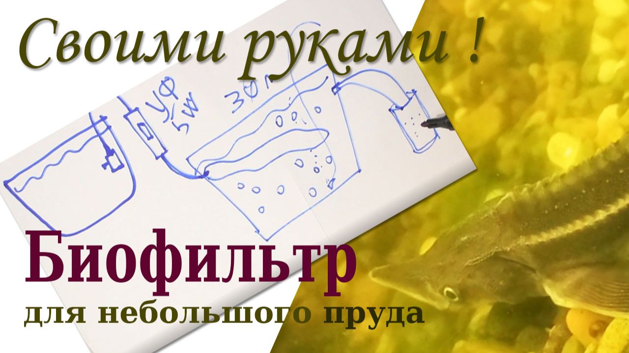 Биофильтр своими руками, стерлядь в домашних условиях