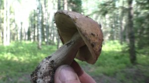 ГРИБНОЙ УЛОВ В ЛЕСУ / ГОТОВЛЮ БЛЮДО, КОТОРОЕ ЗАКАЗАЛ ПОДПИСЧИК рецепт от подписчика 🍄🥗