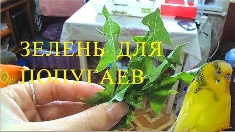 ЗЕЛЕНЬ ДЛЯ ПОПУГАЕВ. Как обрабатывать траву для попугая? Трава для попугая. Одуванчики для попугаев