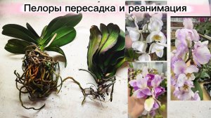 Китайские орхидеи. Пересадка белого пелора и уценочку биглипа пелора в ЗС