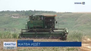 На Кубани с начала уборочной кампании собрали более 2,6 млн тонн зерна