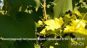 виноград Монарх и Ландыш опыление
