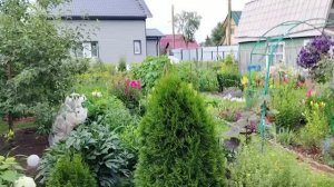 Каждый день в саду что то новенькое и потери от дождей.