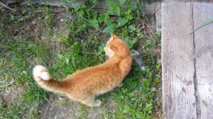 Кот на прогулке