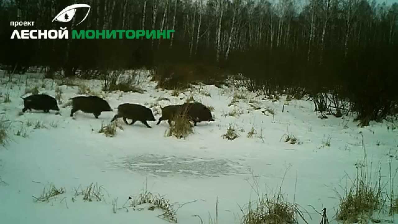 Видео с фотоловушки KG-690NV смотреть онлайн