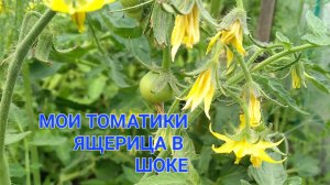 КАК Я ПОЩЕКОТАЛА ЯЩЕРИЦУ,МОИ ТОМАТЫ ЦВЕТУТ ОБИЛЬНО