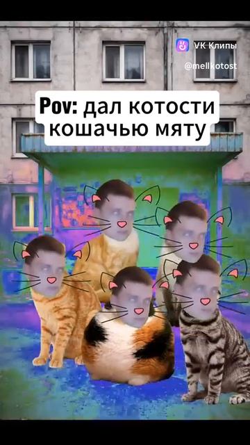 Кот съел кошачью мяту смотреть онлайн