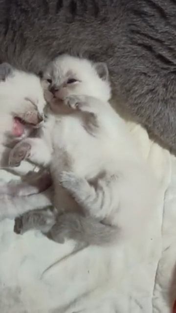 шотландские котята