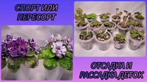 Спорт или пересорт. Отсадка и рассадка деток фиалок.