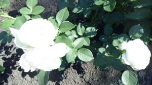 Первое цветение розы флорибунды ГЕРЦОГИНЯ КРИСТИАНА в нашем саду