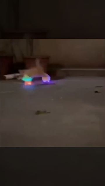 🐈🐾😁