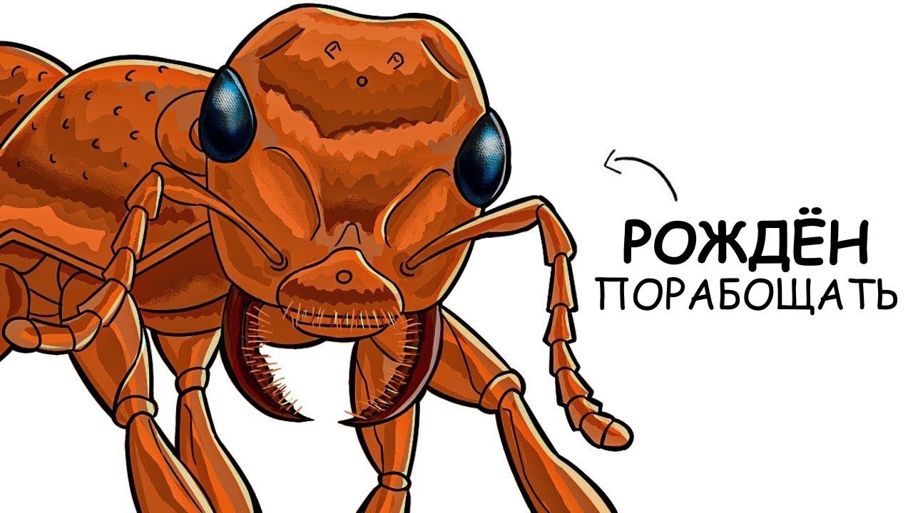 Ты – Муравей-рабовладелец (И ЭТО ВСЯ ТВОЯ ЖИЗНЬ) смотреть онлайн