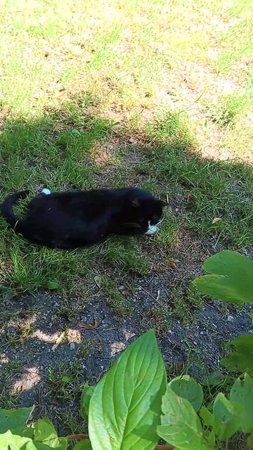 🐈🐱🐈