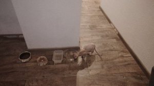 Покупки из Дикси часть 2. Мои старые фотографии.