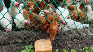 Жара 40 градусов у нас в Сибири Куры из за этого несутся плохо А может курицам пора на суп
