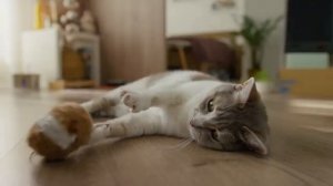 Что Будет с Твоей Кошкой, если Держать Её дома ВСЮ ЖИЗНЬ？