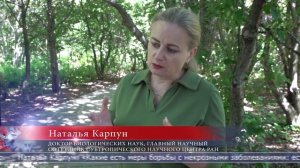 08.07.2026 Грибковый некроз – главная причина гибели деревьев в Южно-Сахалинске
